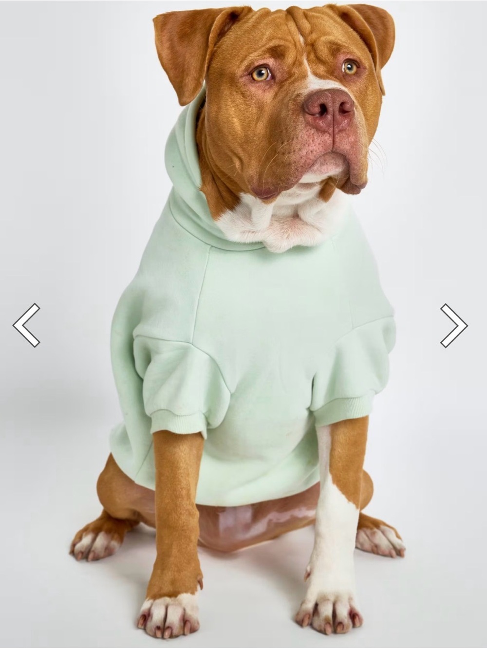 Comfrt Mint Dog hoodie